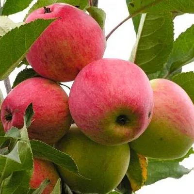 Яблоня МЕЧТА в Симферополе