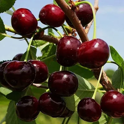 Вишня РОВЕСНИЦА  Вишня РОВЕСНИЦА в Симферополе