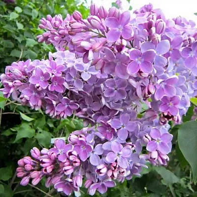 Сирень ОЛЯ  Сирень ОЛЯ в Симферополе