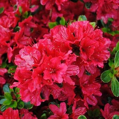 Азалия ХИНО КРИМСОН японская  Азалия ХИНО КРИМСОН японская в Симферополе