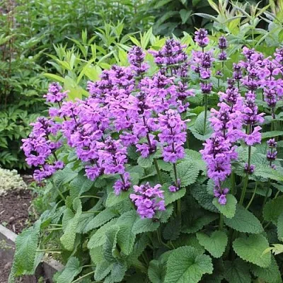 Буквица крупноцветковая  Буквица крупноцветковая в Симферополе