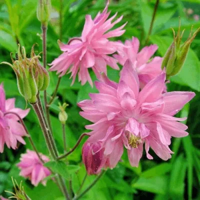 Аквилегия БАРЛОУ ПИНК гибрид МакКаны — описание сорта Аквилегия БАРЛОУ ПИНК гибрид МакКаны в Симферополе