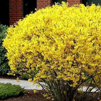 Форзиция ЛИНВУД  Форзиция ЛИНВУД в Симферополе