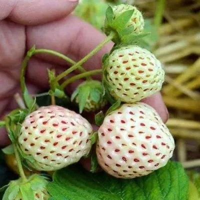 Клубника АНАНАСА ремонтантная — описание сорта Клубника АНАНАСА ремонтантная в Симферополе