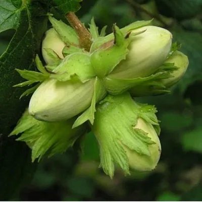 Фундук ТАМБОВСКИЙ ПОЗДНИЙ  Фундук ТАМБОВСКИЙ ПОЗДНИЙ в Симферополе