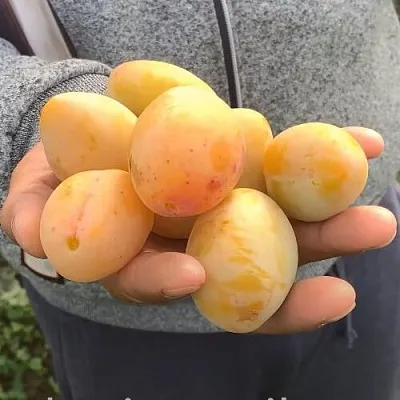 Слива ЯХОНТОВАЯ  Слива ЯХОНТОВАЯ в Симферополе