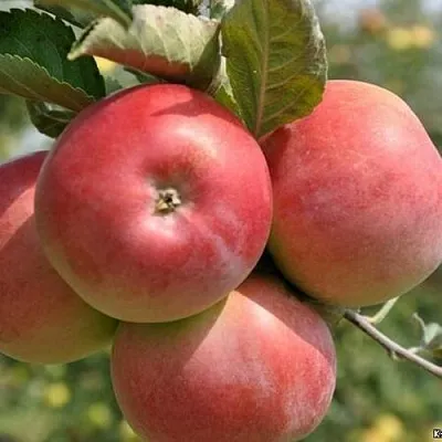 Яблоня ВЭМ-РОЗОВЫЙ  Яблоня ВЭМ-РОЗОВЫЙ в Симферополе