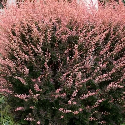 Барбарис РОУЗ ГЛОУ тунберга  Барбарис РОУЗ ГЛОУ тунберга в Симферополе