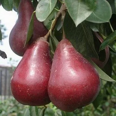 Груша СТАРКРИМСОН в Симферополе