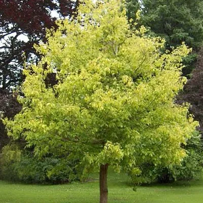 Клен ясенелистный  Клен ясенелистный в Симферополе