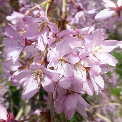 Сакура ПЕНДУЛА РУБРА  Сакура ПЕНДУЛА РУБРА в Симферополе