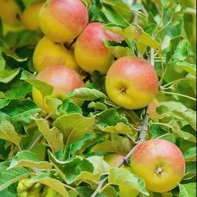 Яблоня ПАМЯТЬ БЛЫНСКОГО колонновидная  Яблоня ПАМЯТЬ БЛЫНСКОГО колонновидная в Симферополе