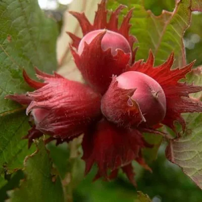 Фундук МОСКОВСКИЙ РУБИН  Фундук МОСКОВСКИЙ РУБИН в Симферополе