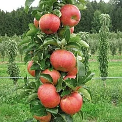 Яблоня ЯНТАРНОЕ ОЖЕРЕЛЬЕ колонновидная  Яблоня ЯНТАРНОЕ ОЖЕРЕЛЬЕ колонновидная в Симферополе