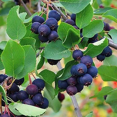 Ирга THIESSEN  Ирга THIESSEN в Симферополе