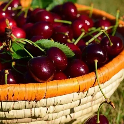 Вишня НЕСВИЖСКАЯ  Вишня НЕСВИЖСКАЯ в Симферополе