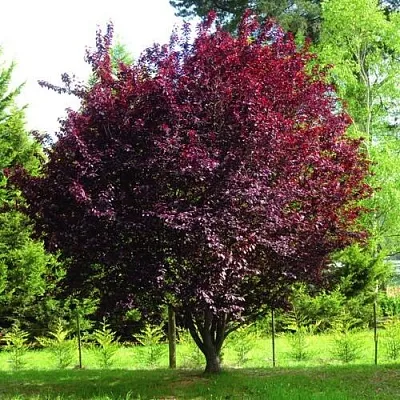 Декоративная  Декоративная в Симферополе