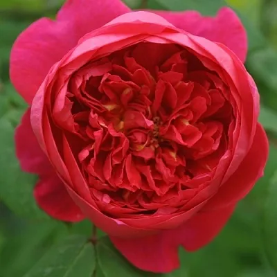 Саженцы роз БЕНДЖАМИН БРИТТЕН шраб  Саженцы роз БЕНДЖАМИН БРИТТЕН шраб в Симферополе