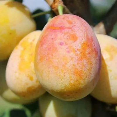 АПРИМИРА  АПРИМИРА в Симферополе