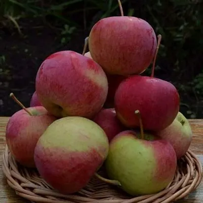 Яблоня РОДНИКОВАЯ  Яблоня РОДНИКОВАЯ в Симферополе