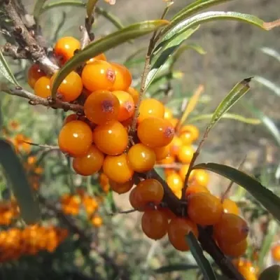 Облепиха СУДАРУШКА в Симферополе
