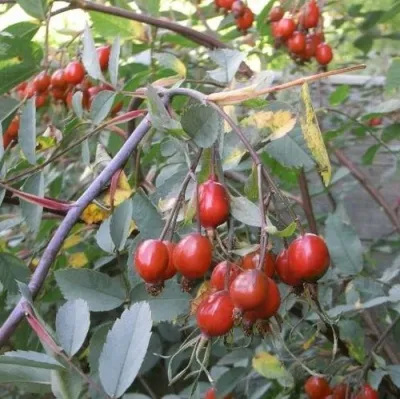 Саженцы роз сизая — описание сорта Саженцы роз сизая в Симферополе