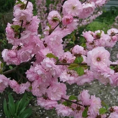 Миндаль ТРЁХЛОПАСТНЫЙ (луизеания)  Миндаль ТРЁХЛОПАСТНЫЙ (луизеания) в Симферополе