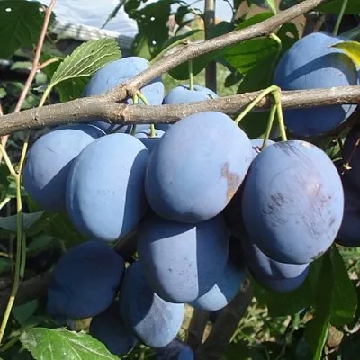 саженцы сливы саженцы сливы