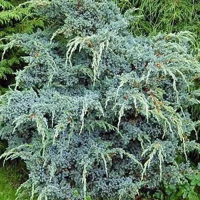 Можжевельник БЛЮ АЛЬПС китайский  Можжевельник БЛЮ АЛЬПС китайский в Симферополе