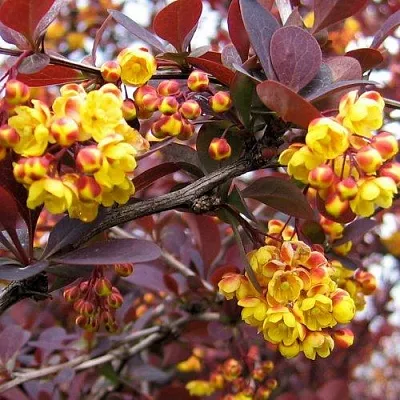 Барбарис СУПЕРБА оттавский   Барбарис СУПЕРБА оттавский  в Симферополе