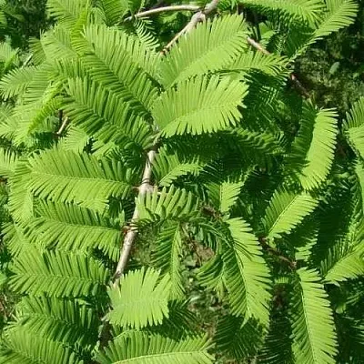 Метасеквойя  ГЛИПТОСТРОБОИДНАЯ   Метасеквойя  ГЛИПТОСТРОБОИДНАЯ  в Симферополе