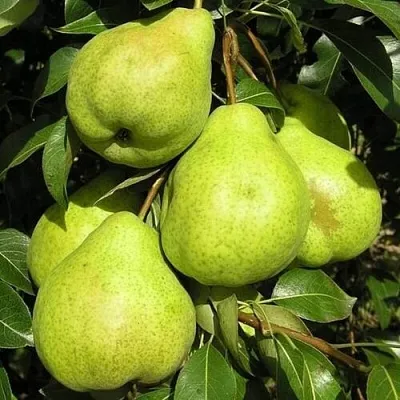 Груша АВГУСТОВСКАЯ РОСА в Симферополе