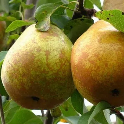 Груша БЕЛОРУСКА в Симферополе