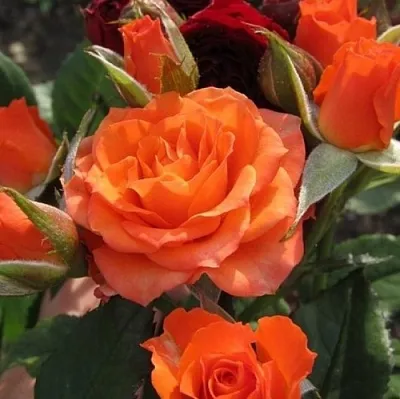 Саженцы роз АЛЕГРИЯ спрей  Саженцы роз АЛЕГРИЯ спрей в Симферополе