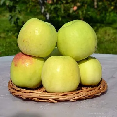 Яблоня БИРСКОЕ ГРУШЕВОЕ (БИЧИК)  Яблоня БИРСКОЕ ГРУШЕВОЕ (БИЧИК) в Симферополе