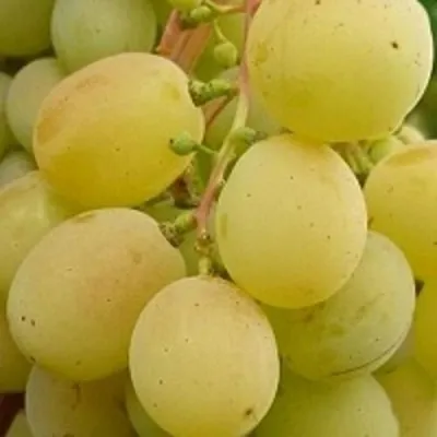 Виноград ТАЛИСМАН в Симферополе