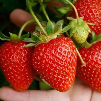 Клубника ПОРТОЛА ремонтантная в Симферополе