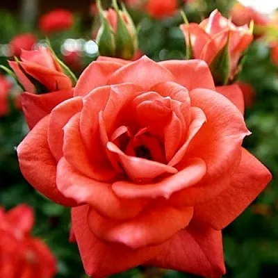 Ремонтантные гибриды Ремонтантные гибриды в Симферополе