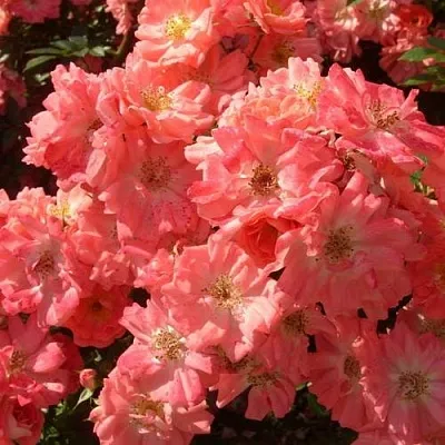 Почвопокровная Почвопокровная в Симферополе