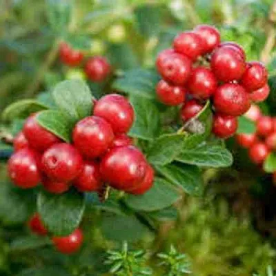 Брусника садовая РУНО БЕЛЯВСКИ  Брусника садовая РУНО БЕЛЯВСКИ в Симферополе