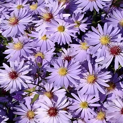 Астра БЛЮ ХЕВЕН сердцелистная  Астра БЛЮ ХЕВЕН сердцелистная в Симферополе