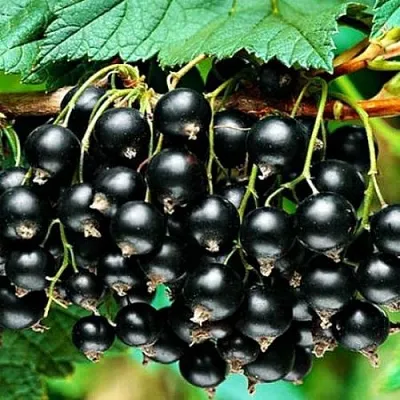 Смородина черная АТЛАНТ  Смородина черная АТЛАНТ в Симферополе