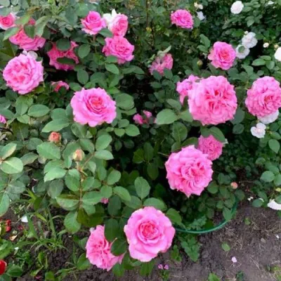 Саженцы роз ЭШЛИ чайно-гибридная — описание сорта Саженцы роз ЭШЛИ чайно-гибридная в Симферополе