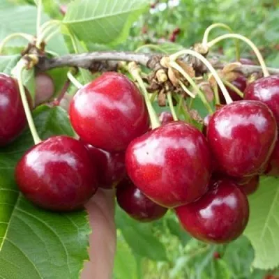 Вишня КОЛОННОВИДНАЯ  Вишня КОЛОННОВИДНАЯ в Симферополе