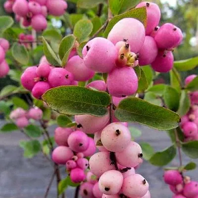 Снежноягодник ФИЕСТА БЕРРИ доренбоза в Симферополе