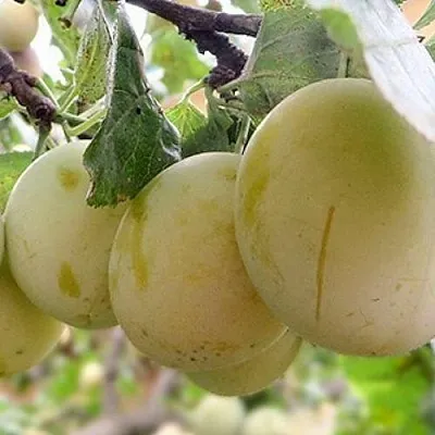 Слива УТРО  Слива УТРО в Симферополе