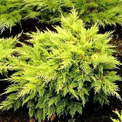 Можжевельник МОРДИГАН ГОЛД средний  Можжевельник МОРДИГАН ГОЛД средний в Симферополе