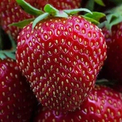 Клубника НАНДИ в Симферополе