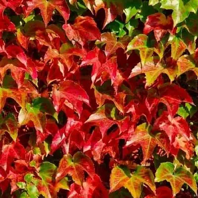 Девичий виноград тройчатый ВИЧИ в Симферополе