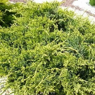 Можжевельник ГОЛД СТАР средний  Можжевельник ГОЛД СТАР средний в Симферополе